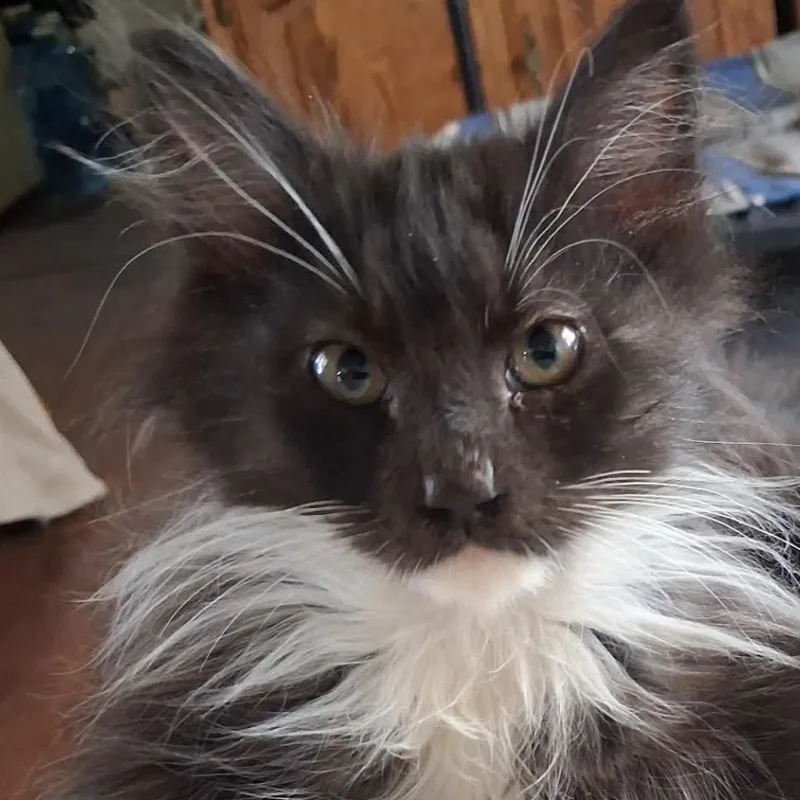 Gizmo thumbnail 3