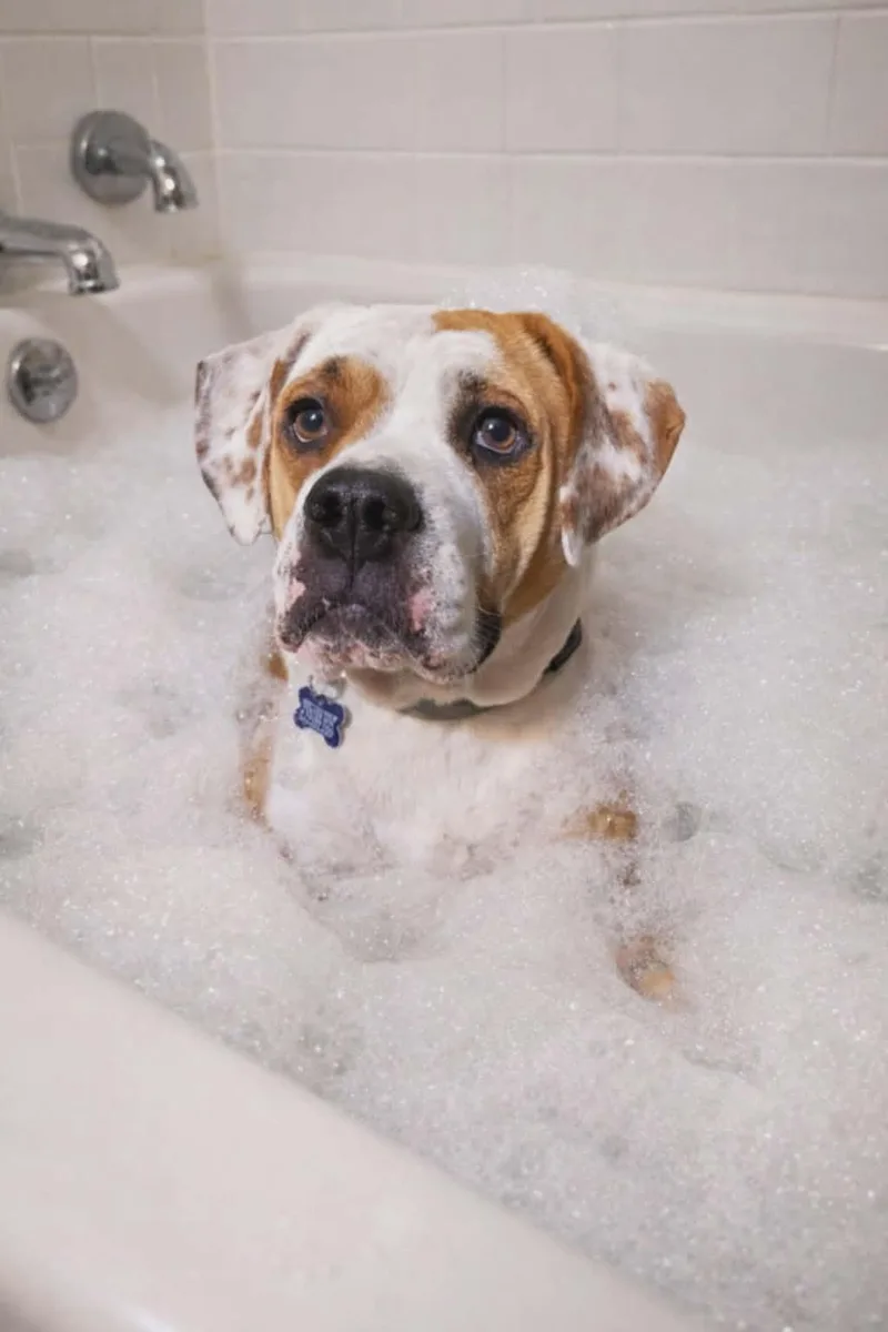 Nash Bridges thumbnail 3