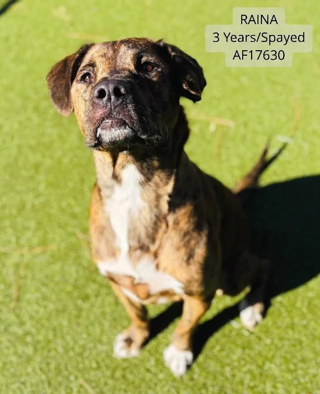 An adult large-sized female Brindle Pit Bull Terrier dog named Raina for adoption in Supply, NC