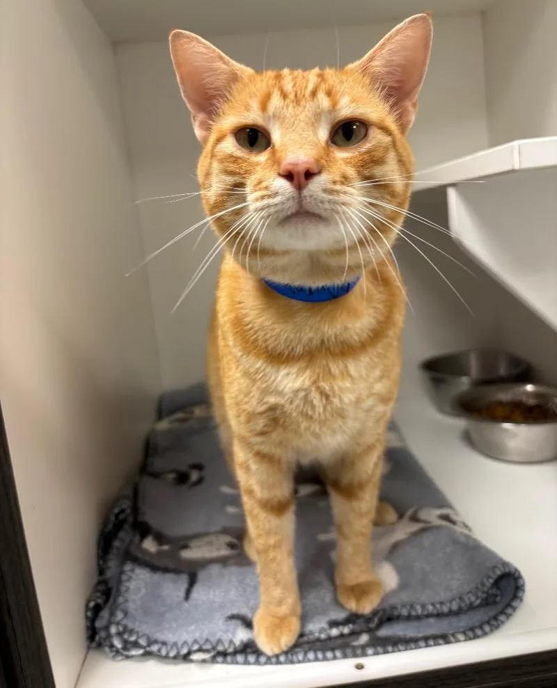 A young medium-sized male Tabby cat named Murphy for adoption in Frankfort, KY