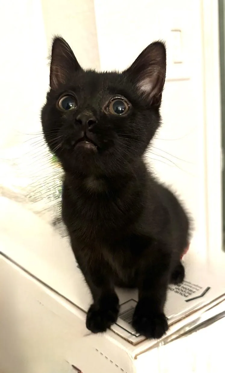 A baby small-sized male Domestic Short Hair cat named Tony for adoption in Troy, MI
