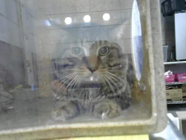 A young medium-sized male Domestic Short Hair cat named India for adoption in Albuquerque, NM