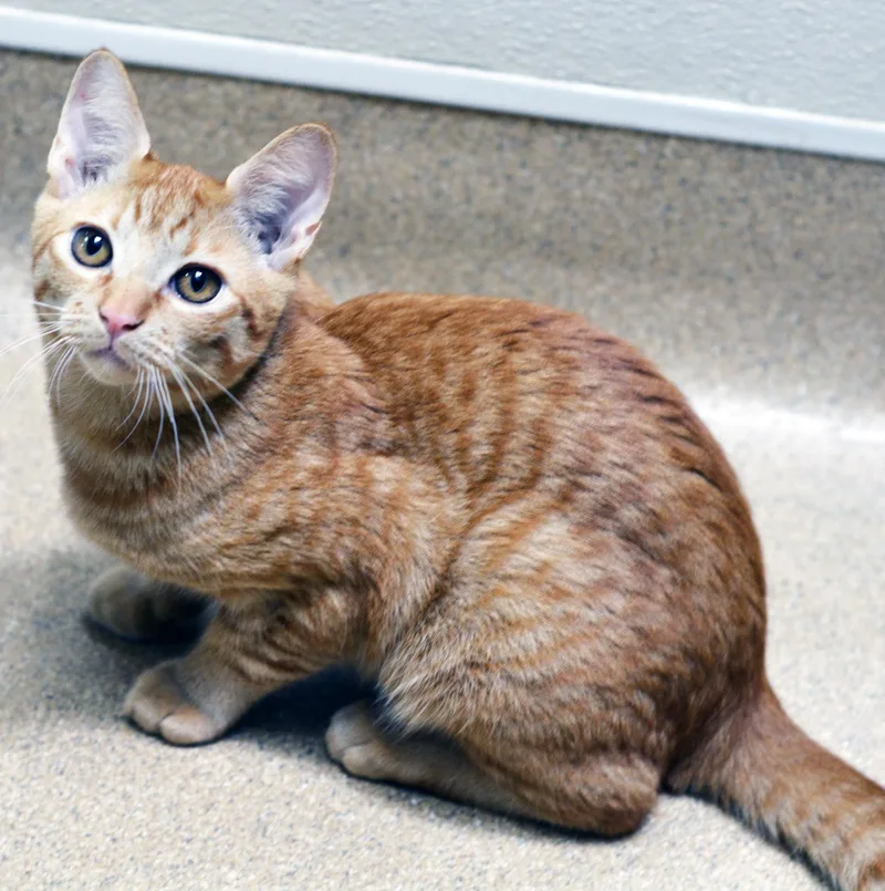 A baby medium-sized male Tabby (Orange / Red) Tabby cat named Sideshow Mel for adoption in San Clemente, CA