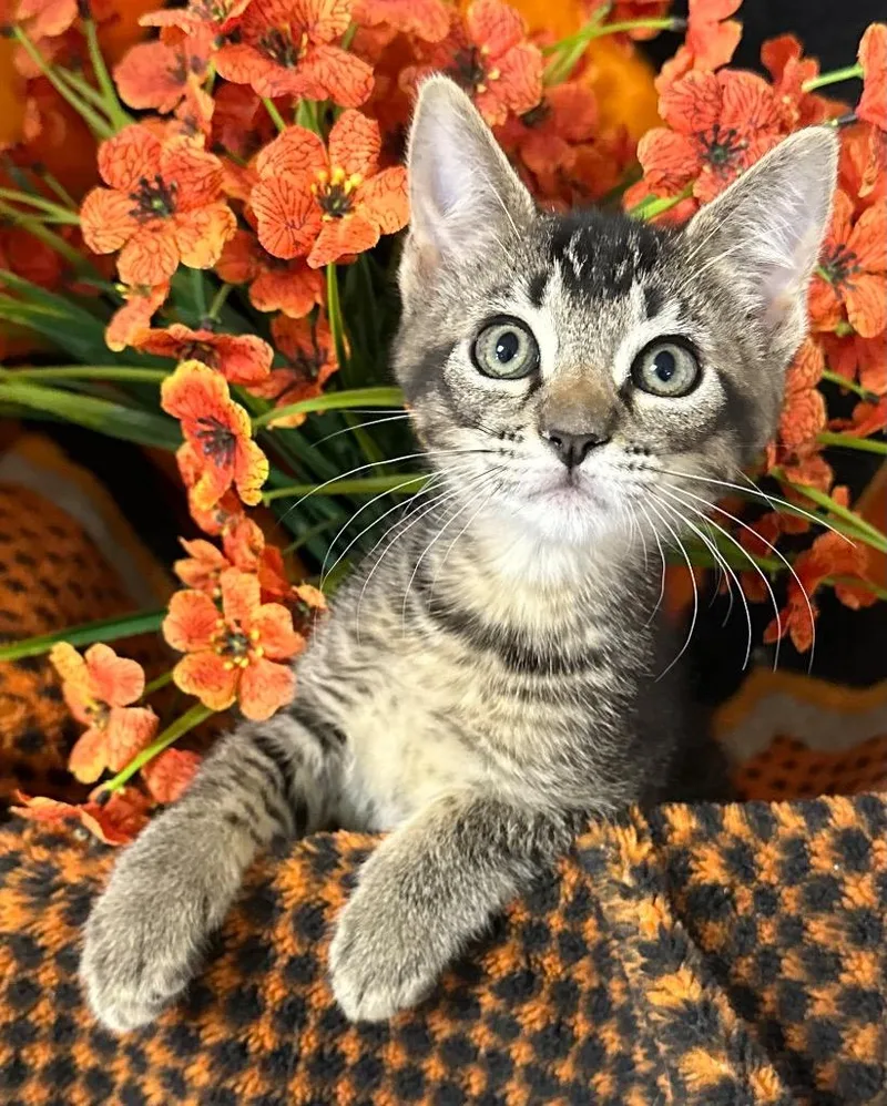 A baby small-sized female Domestic Short Hair cat named Adelia for adoption in Stillwater, OK