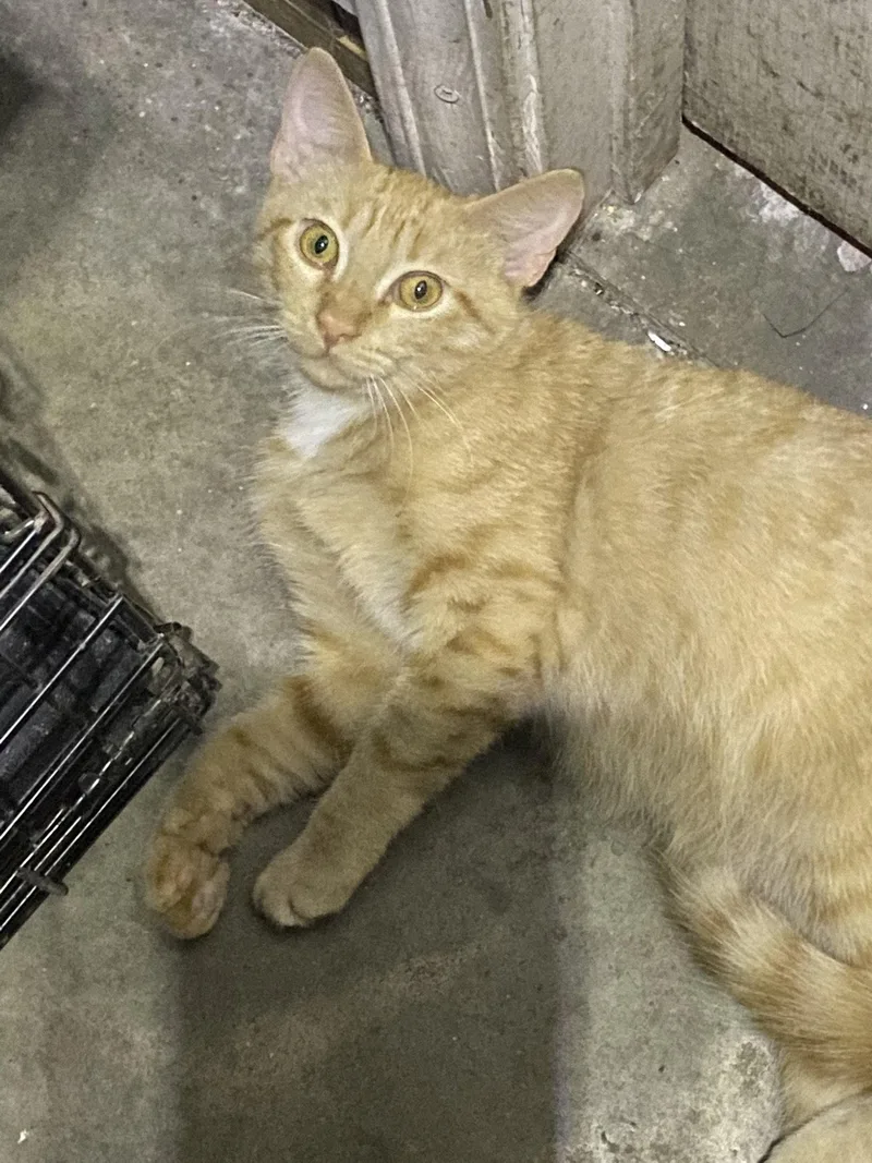 A young medium-sized male Orange / Red Domestic Short Hair cat named Jack for adoption in Drasco, AR