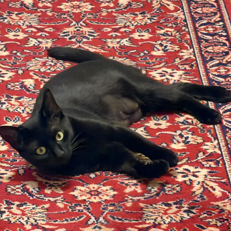 A young medium-sized female Black Bombay cat named Luna for adoption in New York, NY
