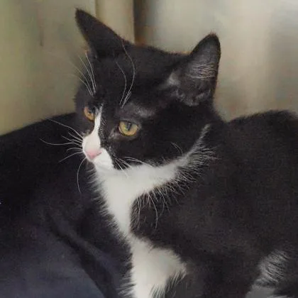 A baby small-sized female American Shorthair cat named Moomoo for adoption in Largo, FL