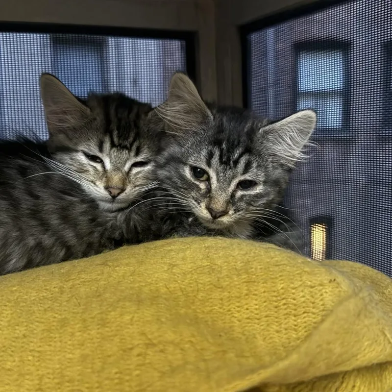 Pepper thumbnail 2