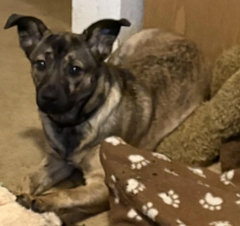 A young medium-sized female Australian Cattle Dog / Blue Heeler dog named Willow Mae for adoption in Puyallup, WA