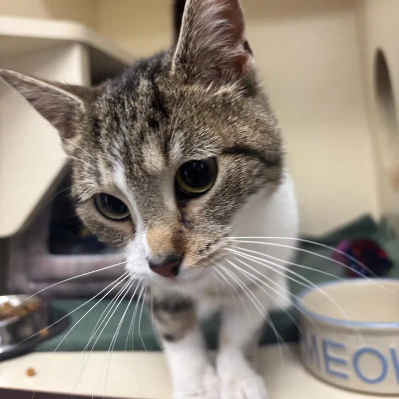 A young medium-sized female Brown / Chocolate Domestic Short Hair cat named Chloe for adoption in Waynesboro, PA