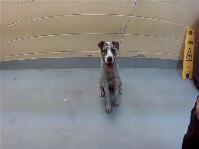 A young medium-sized female Catahoula Leopard Dog dog named Princess Sparkle Pants for adoption in Tulsa, OK