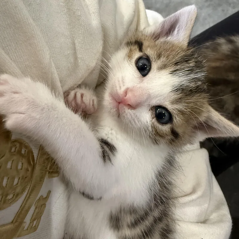 A baby small-sized female Tabby (Buff / Tan / Fawn) Domestic Short Hair cat named Jade for adoption in Bentonville, AR