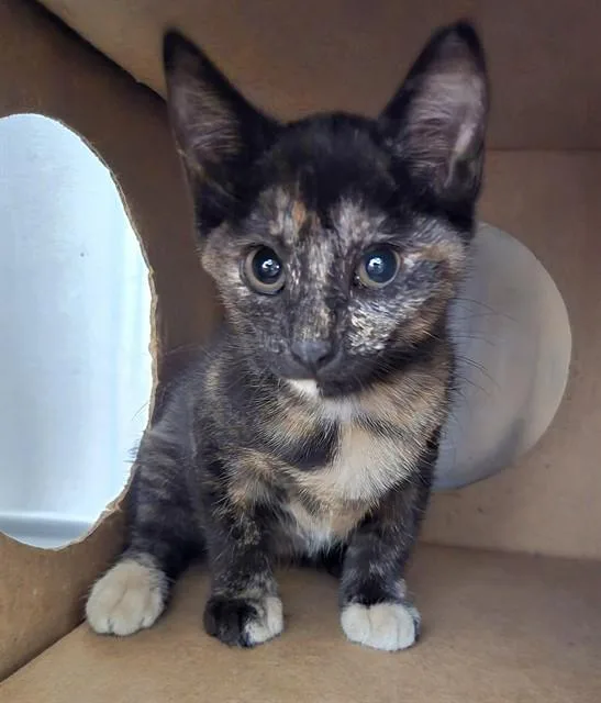 A baby small-sized female Domestic Short Hair cat named Callie for adoption in Olivette, MO