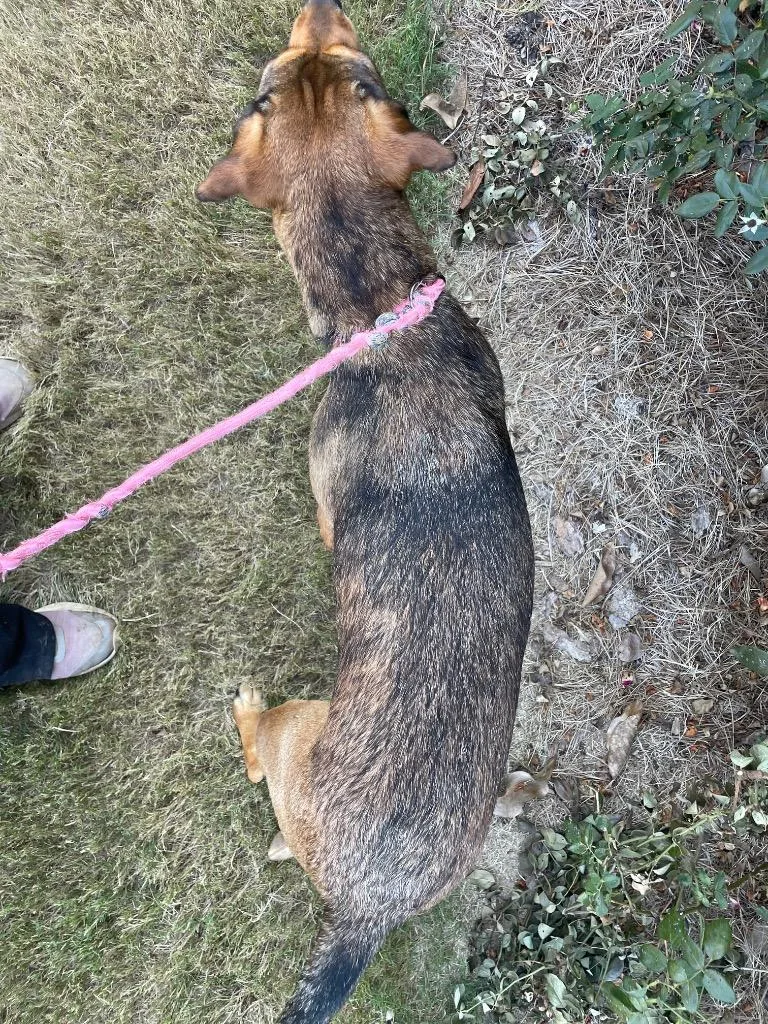 A young large-sized female Mixed Breed dog named Willow for adoption in Douglasville, GA