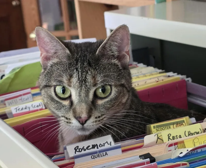 A young medium-sized female Tabby (Gray / Blue / Silver) Tabby cat named Gracie for adoption in Dayville, CT