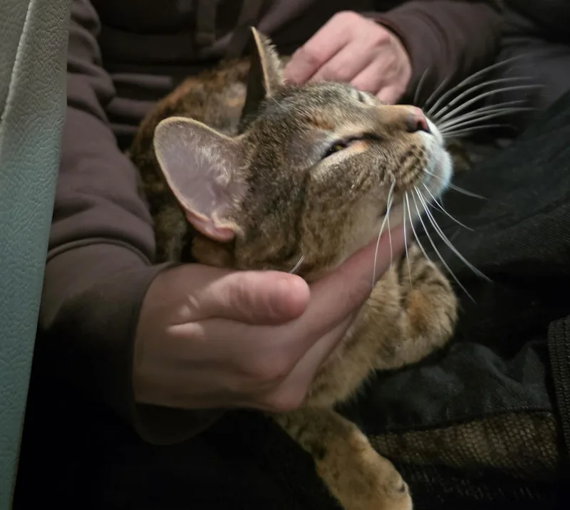 Gracie thumbnail 3