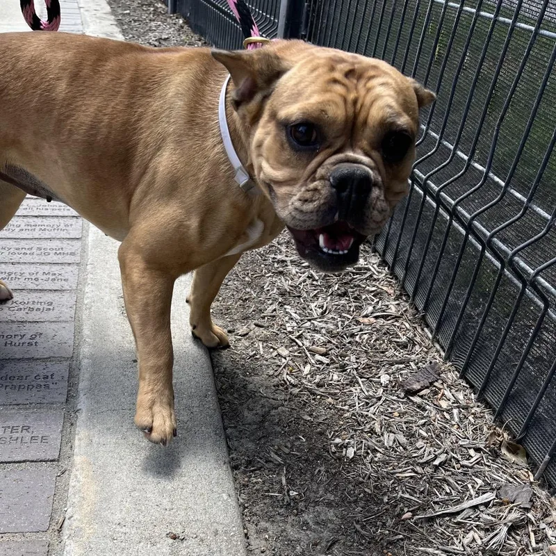 An adult medium-sized female Brown / Chocolate French Bulldog dog named Gordi for adoption in Hawthorne, CA
