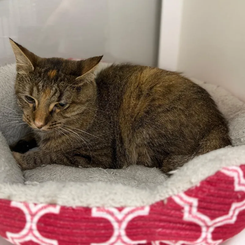 An adult medium-sized female Black Domestic Short Hair cat named Maple for adoption in Carroll, IA