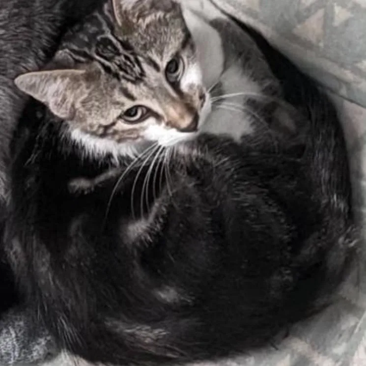 A baby medium-sized female Tabby (Gray / Blue / Silver) Domestic Short Hair cat named Binx for adoption in Warr Acres, OK