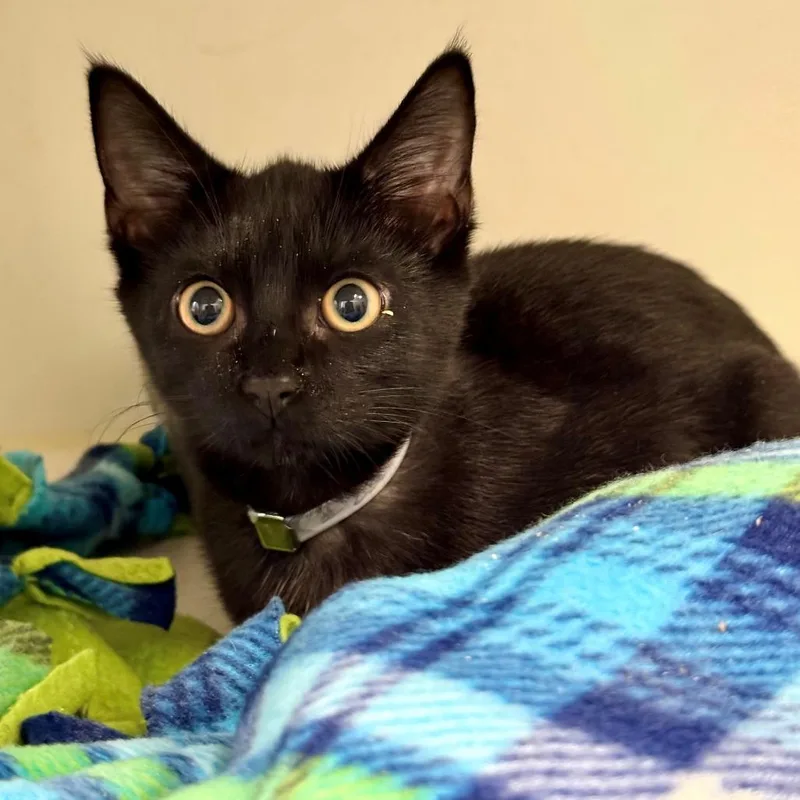 A baby small-sized female Black Domestic Short Hair cat named Charming for adoption in Long Beach, CA