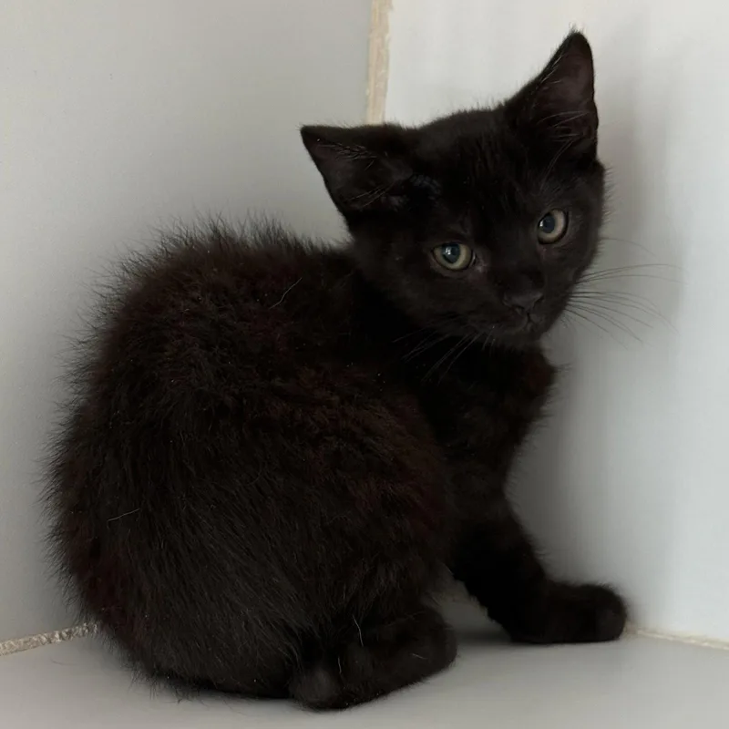 A baby small-sized female Black Domestic Short Hair cat named Lulu for adoption in Oakland, CA