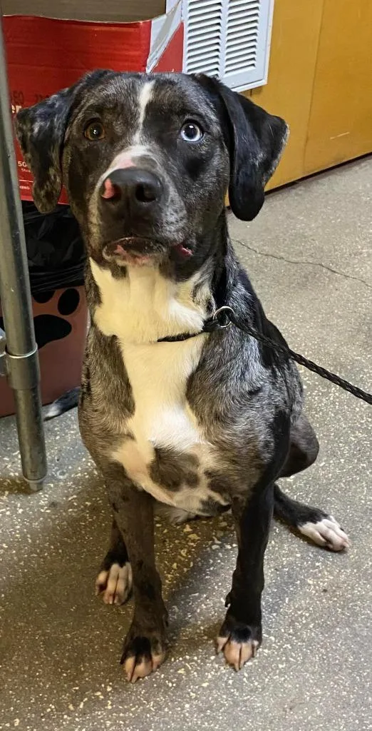 An adult large-sized female Catahoula Leopard Dog dog named Oakleigh for adoption in Ocala, FL