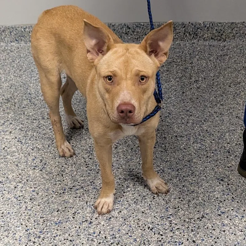 A young medium-sized female Yellow / Tan / Blond / Fawn Mixed Breed dog named Moonpie for adoption in Greenville, SC