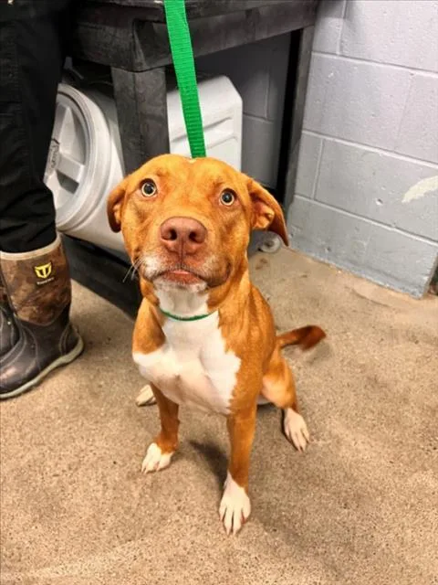 A young large-sized female Pit Bull Terrier dog named Caramel for adoption in Woodland, CA