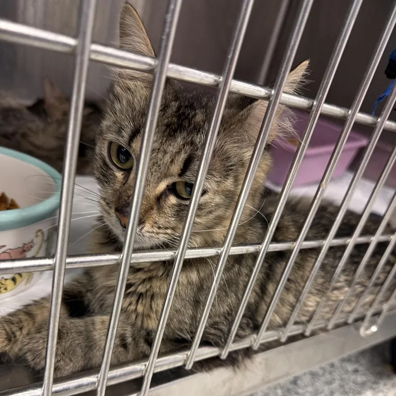 An adult medium-sized female Brown / Chocolate Domestic Short Hair cat named Hazel for adoption in Port Charlotte, FL