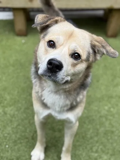 An adult large-sized male Mixed Breed dog named Chase for adoption in Atlanta, GA