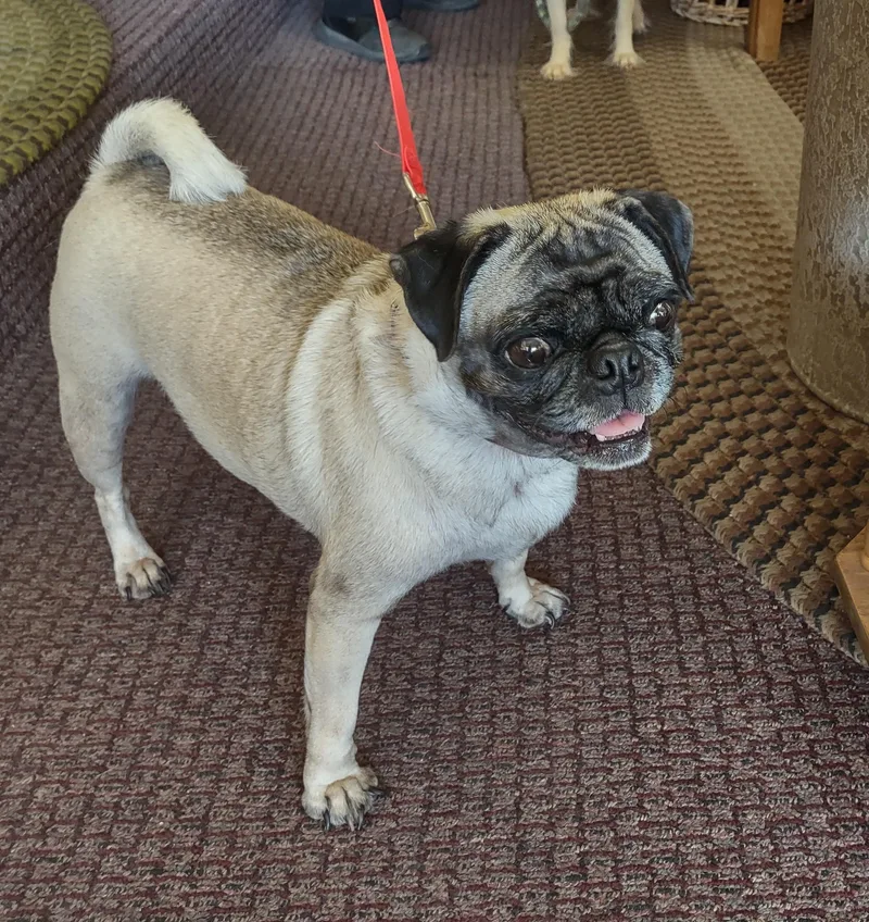 An adult small-sized female Brown / Chocolate Pug dog named Rosie for adoption in Golden Valley, AZ