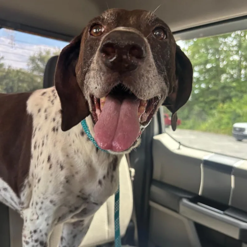 A senior medium-sized female White / Cream German Shorthaired Pointer dog named Greta for adoption in Cartersville, GA