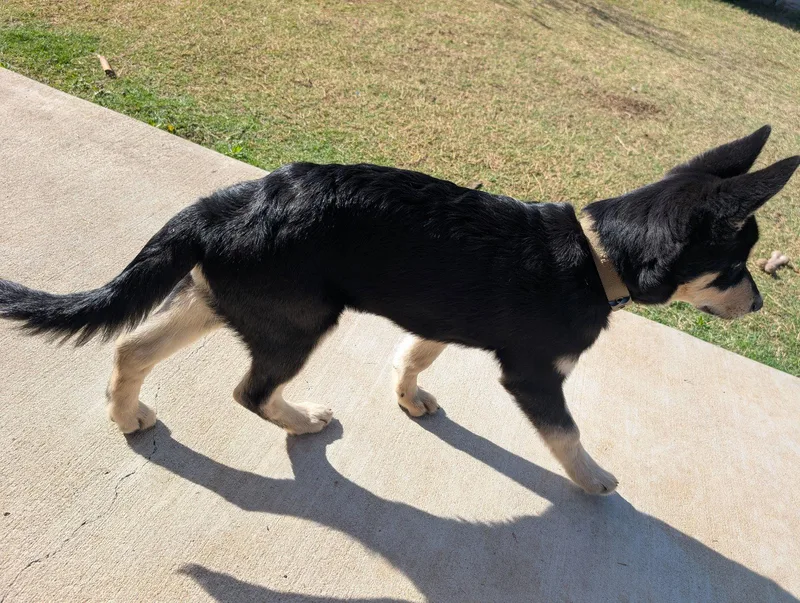 A baby medium-sized male Husky dog named Cubchoo for adoption in McKinney, TX