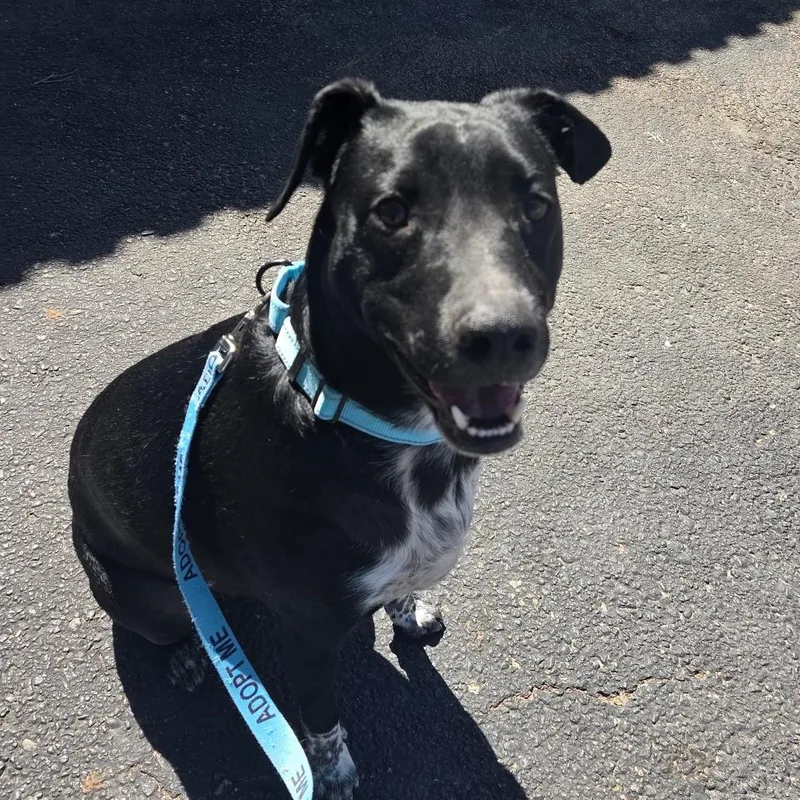 An adult large-sized male Black Cattle Dog dog named Khuno for adoption in Albuquerque, NM