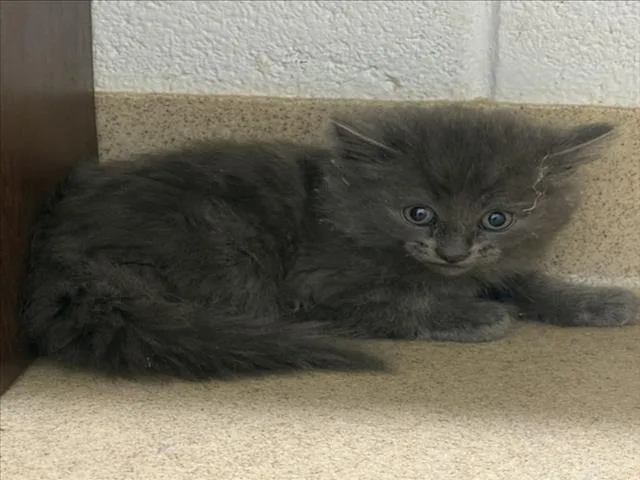 A baby small-sized male Domestic Medium Hair cat named Texas Pete for adoption in Derwood, MD