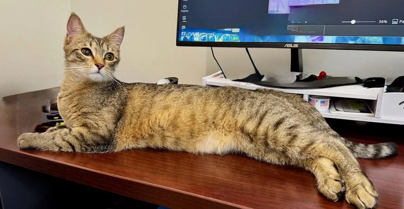 A young large-sized male Domestic Short Hair cat named Scooter for adoption in Hilton Head Island, SC