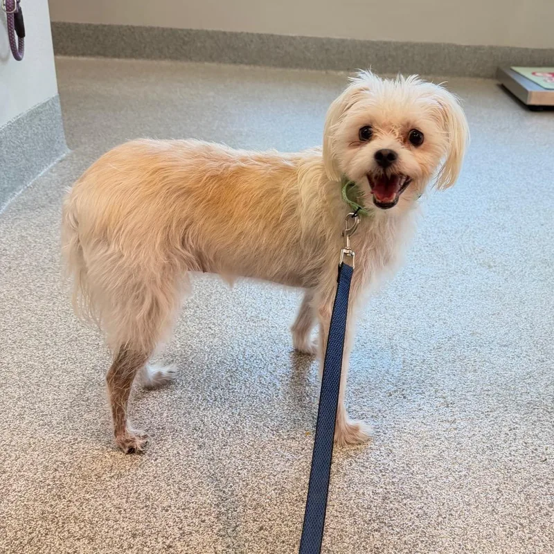 An adult small-sized female Maltese dog named Lola for adoption in Englewood, FL