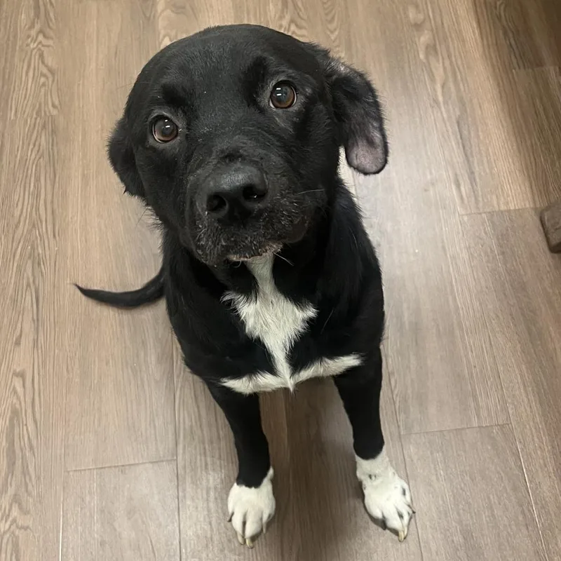 An adult medium-sized female Black Mixed Breed dog named Myrtle for adoption in Nashville, IN