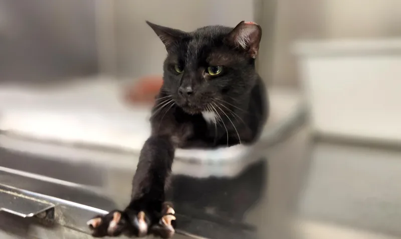An adult medium-sized male Black Domestic Short Hair cat named Admiral for adoption in Jacksonville, FL