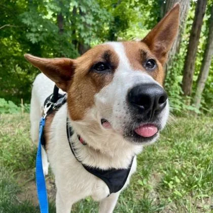 An adult extra large-sized male Mixed Breed dog named Corey for adoption in Cincinnati, OH