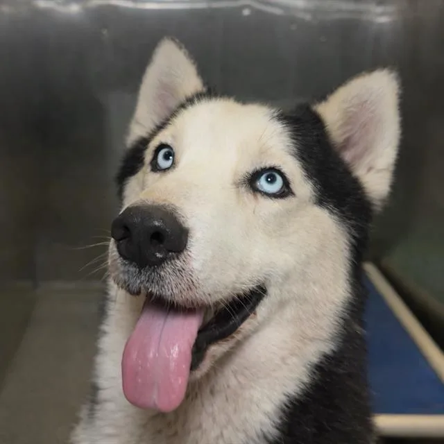 An adult large-sized male Mixed Breed dog named Stretch for adoption in Dallas, TX