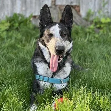 Frisbee in Maine