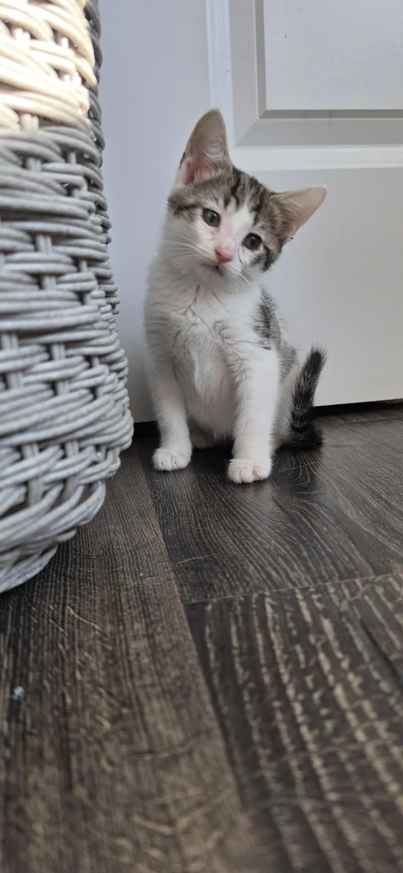 A baby medium-sized female Domestic Short Hair cat named Poli for adoption in Hanover, PA