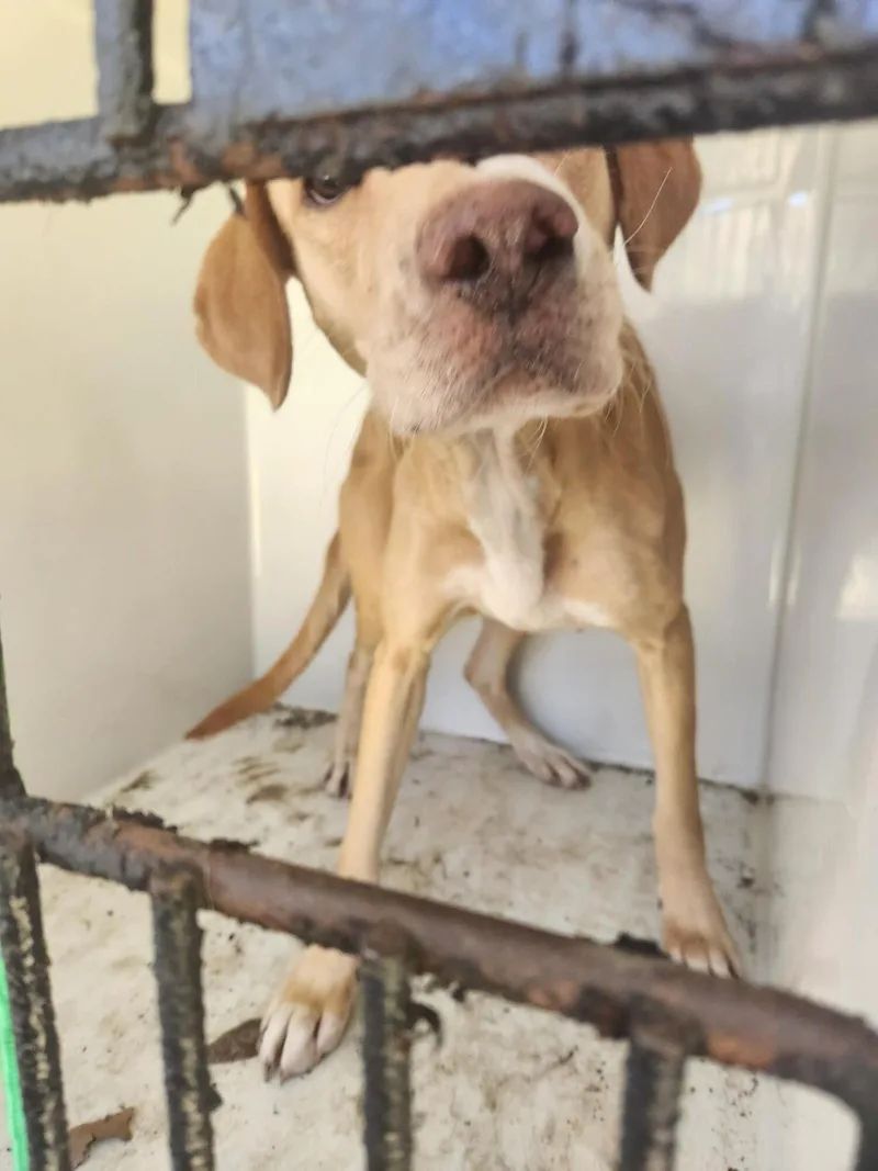 An adult medium-sized female Yellow / Tan / Blond / Fawn Mixed Breed dog named Mallory for adoption in Mobile, AL
