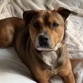 An adult medium-sized male Brown / Chocolate Shepherd dog named Ferris Bueller for adoption in Richmond, VA