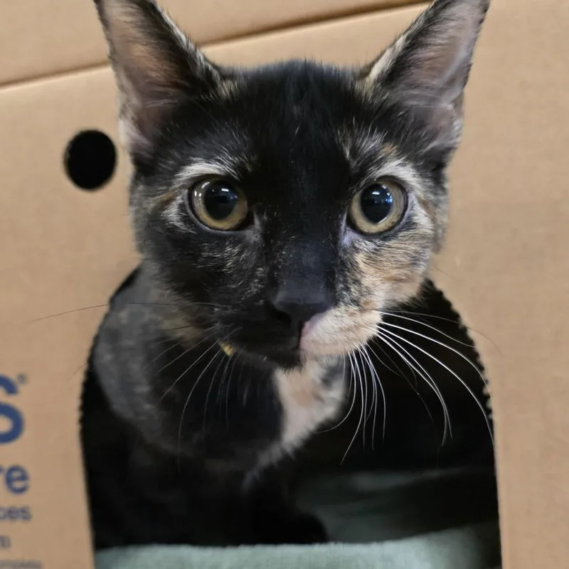 A baby small-sized female Tortoiseshell Domestic Short Hair cat named Starlight for adoption in Novelty, OH