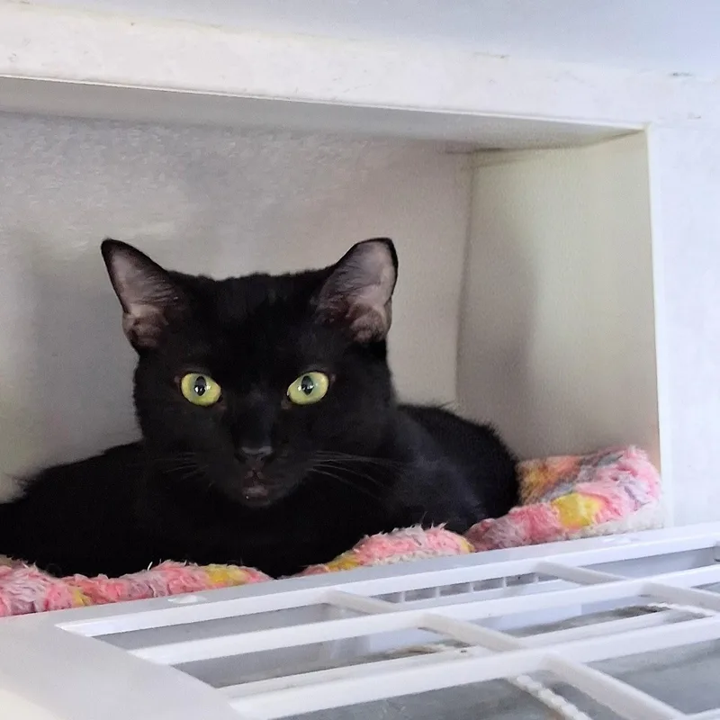 Rose Aka Munchkin thumbnail 2