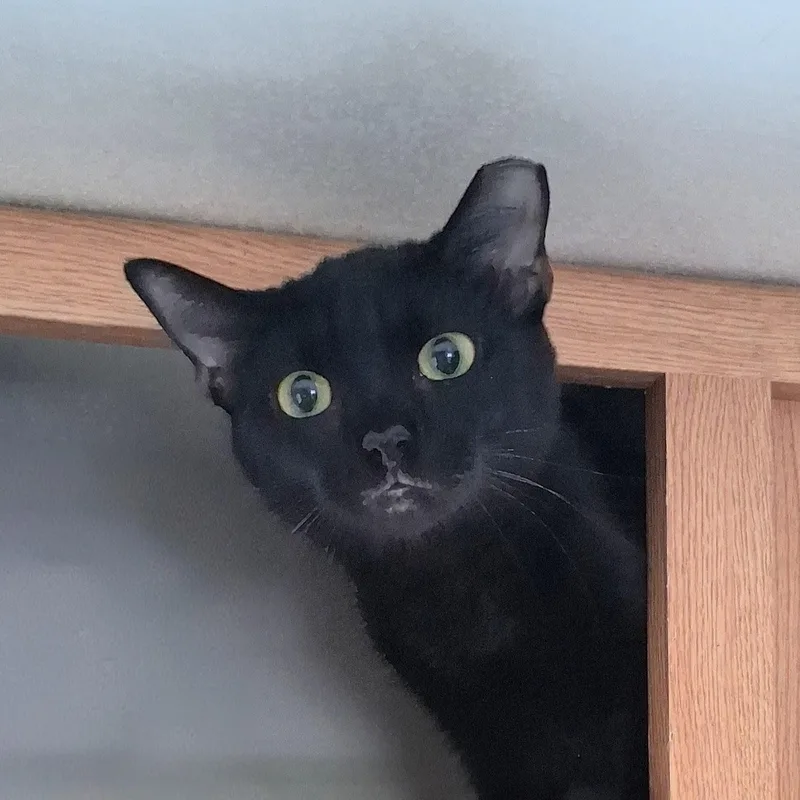 A young medium-sized female Black Domestic Short Hair cat named Rose Aka Munchkin for adoption in Charleston, SC