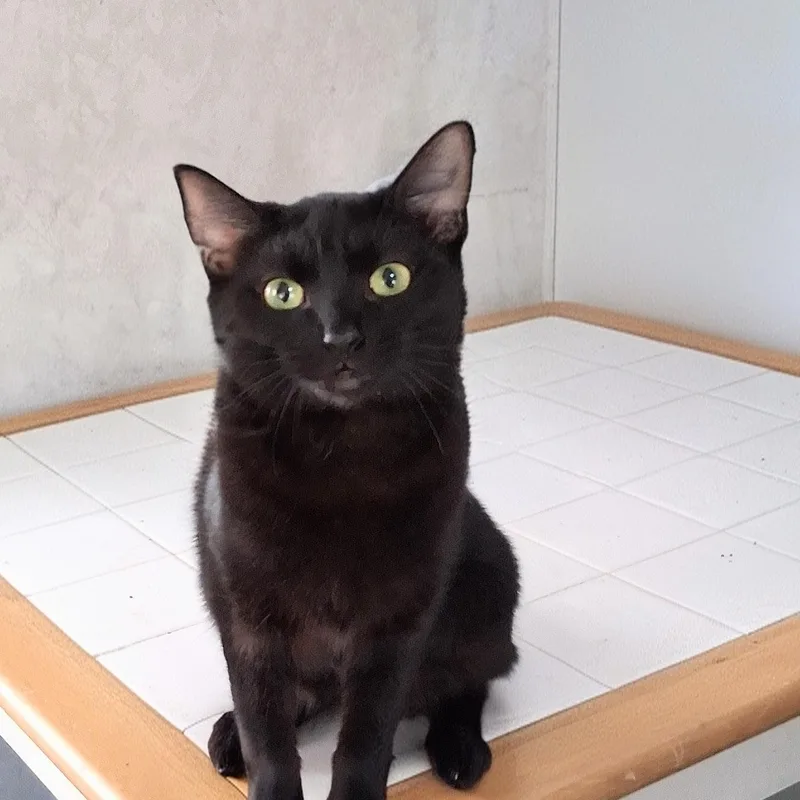 Rose Aka Munchkin thumbnail 3