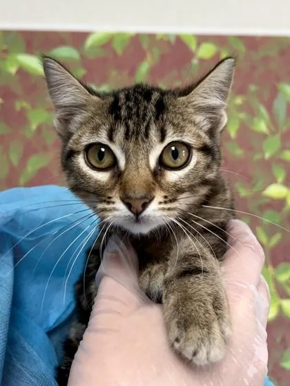 A young small-sized female Domestic Short Hair cat named Loafer for adoption in San Antonio, TX